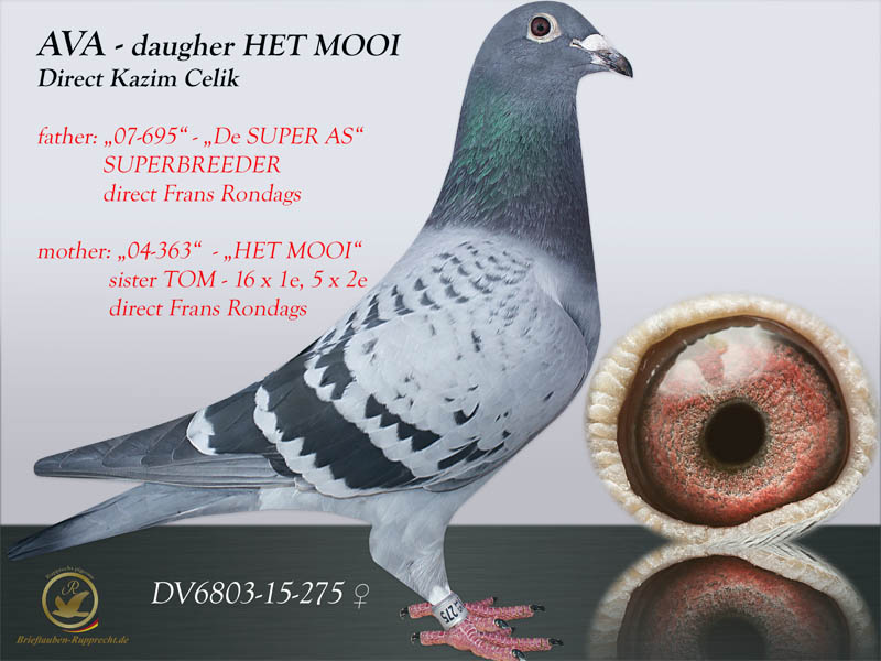 RONDAGS pigeons - TOM - HET MOOI - Gert Rondags - Frans Rondags